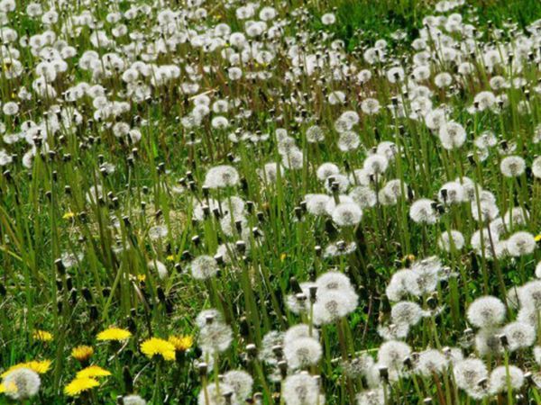 1655435851496402.jpg 蒲公英7.jpg