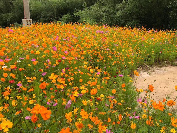 1655435885835643.jpg 野花組合15.jpg