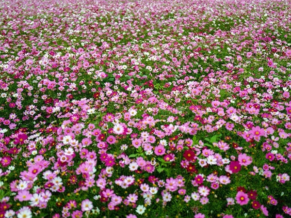 1655435899552584.jpg 野花組合22.jpg