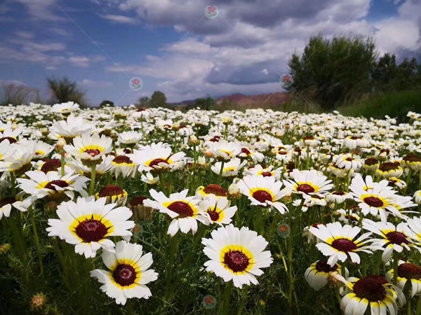 1655436667753207.jpg 野花組合30.jpg