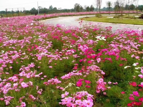 1655437924248233.jpg 格桑花25.jpg