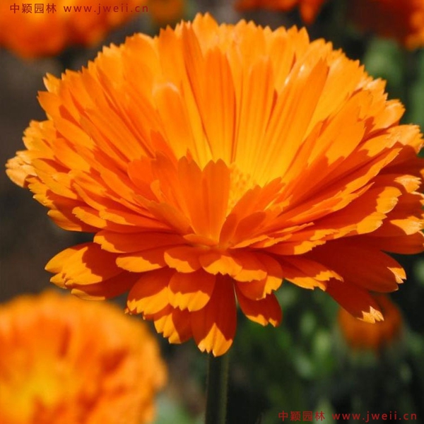 1655440647221070.jpg 4_副本.jpg