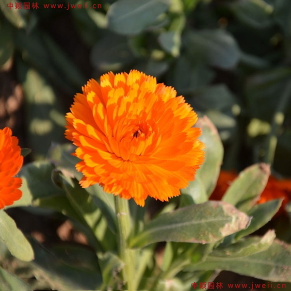 1655440655411594.jpg 6_副本.jpg