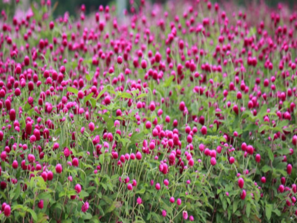 1655442071123128.jpg 8_副本.jpg