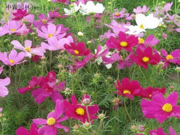 1655442147699654.jpg 格桑花4_副本.jpg