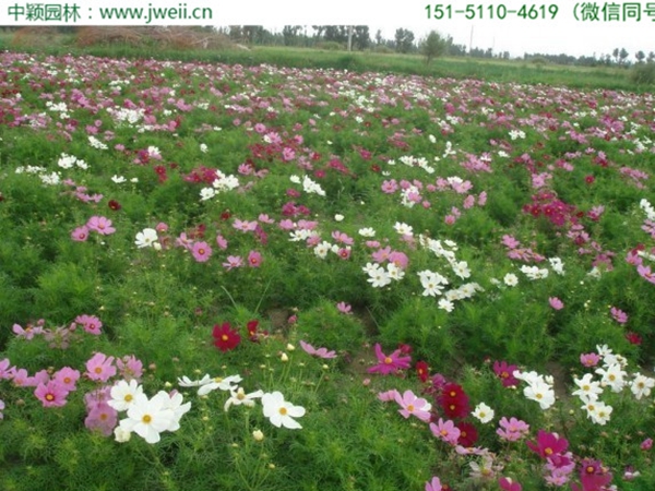 1655442171865685.jpg 格桑花6.jpg