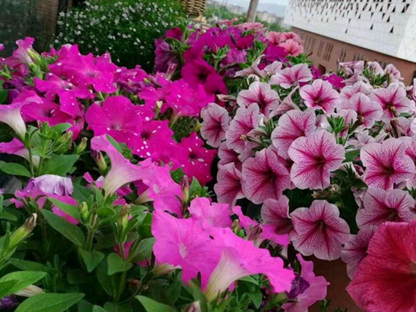 1655461854281651.jpg 17_副本.jpg