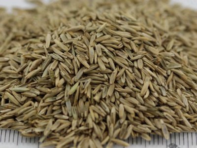 牧草種子批發多少錢一斤？