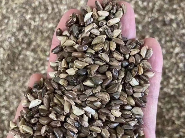 1660903440437493.jpg 玉米草1.jpg