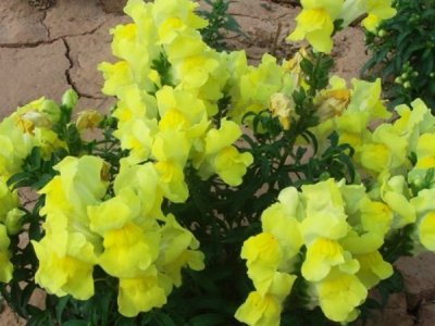 金魚草花種子哪家性價比高