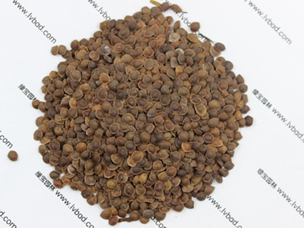 1661674720525148.jpg 含羞草4.jpg