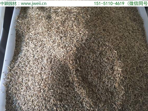 1663559210458572.jpg 天堂草0.jpg