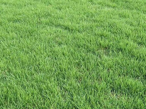 1663560328684895.jpg 早熟禾4_副本.jpg