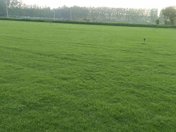 1663560350320517.jpg 早熟禾11_副本.jpg