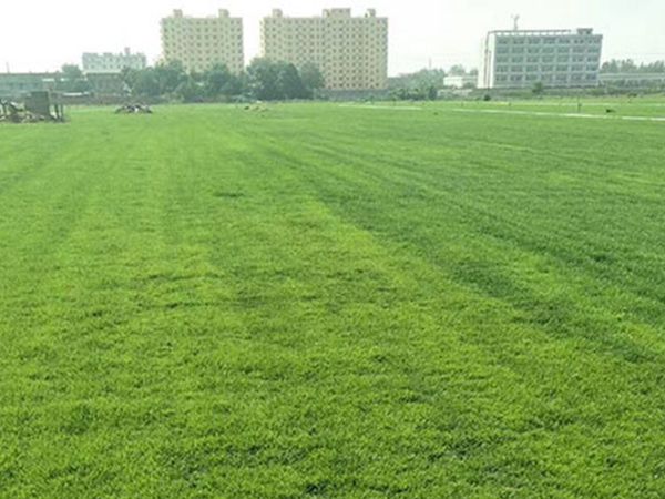 1663560363448726.jpg 早熟禾12_副本.jpg