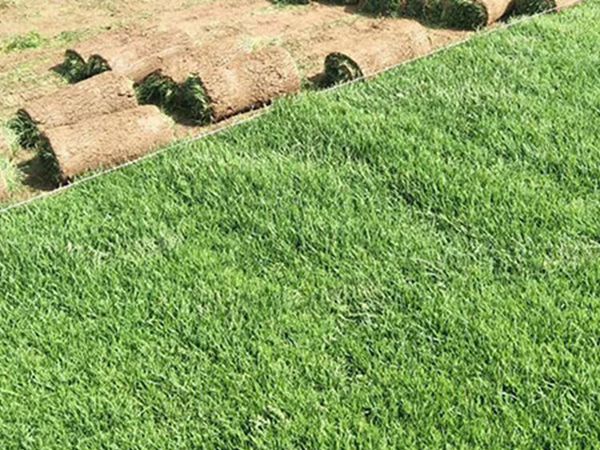 1663560383899693.jpg 早熟禾6_副本.jpg