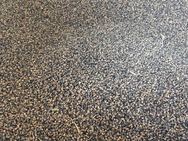 1663916151258489.jpg 紫花地丁8.jpg