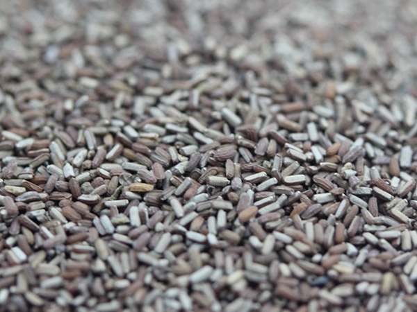 1663986694907650.jpg 闊葉馬鞭草 (4)_副本.jpg