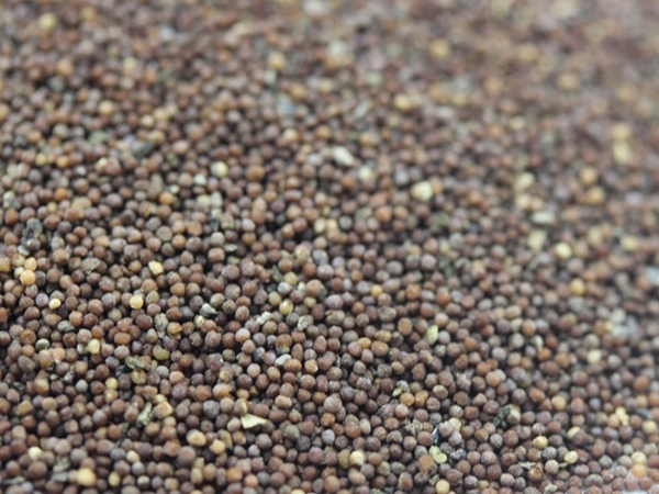 矮牽牛 (4)_副本.jpg