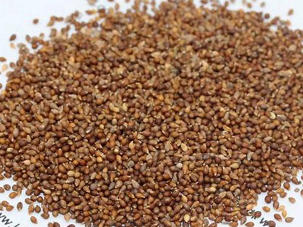 1664183021939756.jpg 紫花地丁.jpg