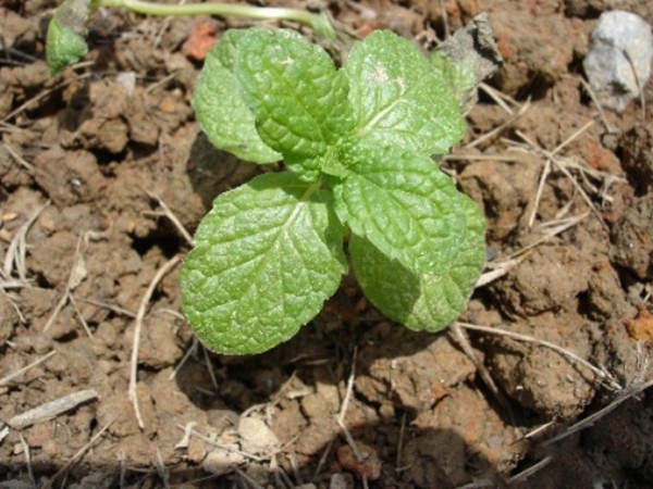 薄荷種子2.jpg
