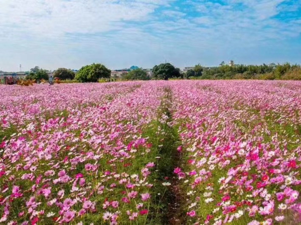 1669196213207702.jpg 格桑花23.jpg