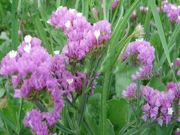 1669197312631619.jpg 勿忘我1.jpg