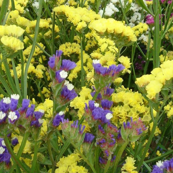 1669197333528767.jpg 勿忘我.jpg