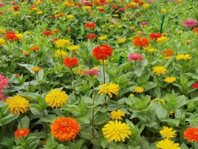 草花種子播種后要光照嗎？