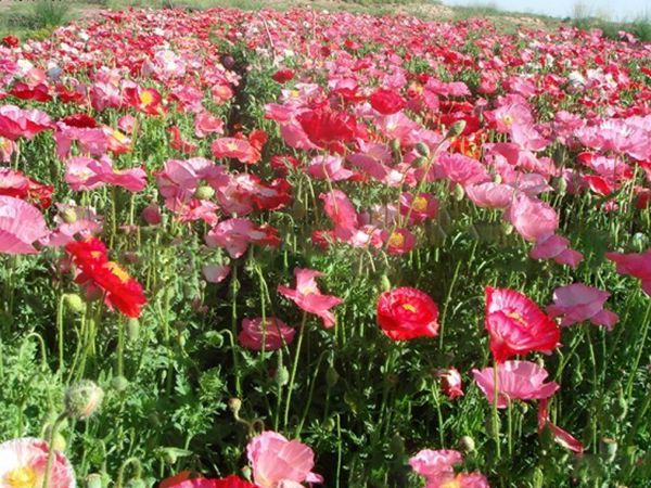 1669710397896443.jpg 虞美人10.jpg