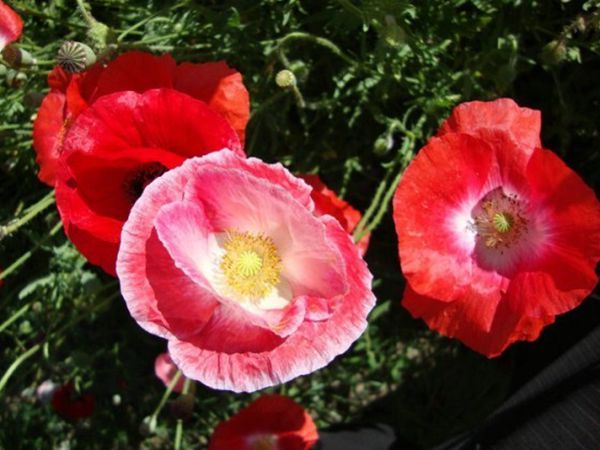 1669710409880727.jpg 虞美人8.jpg