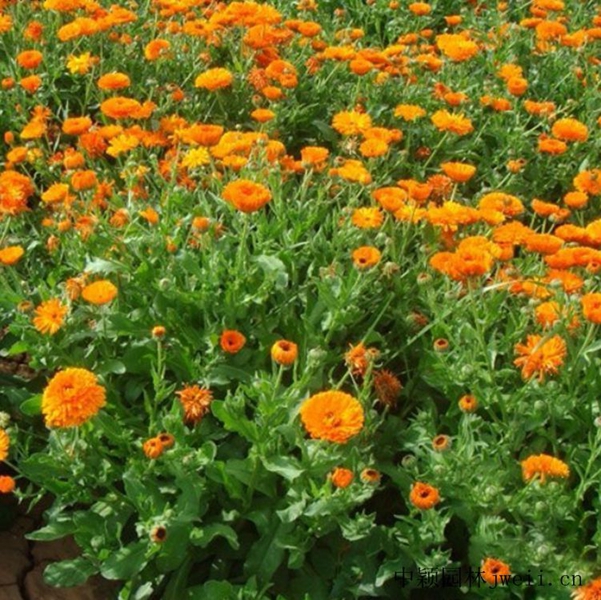 1669710550757074.jpg 黃金菊8_副本.jpg