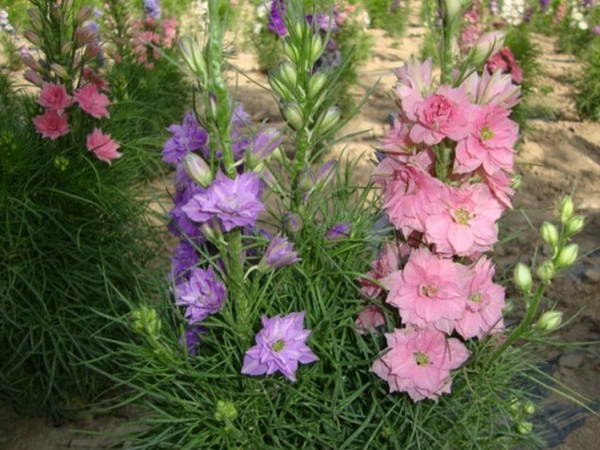 1669724824558004.jpg 飛燕草5.jpg