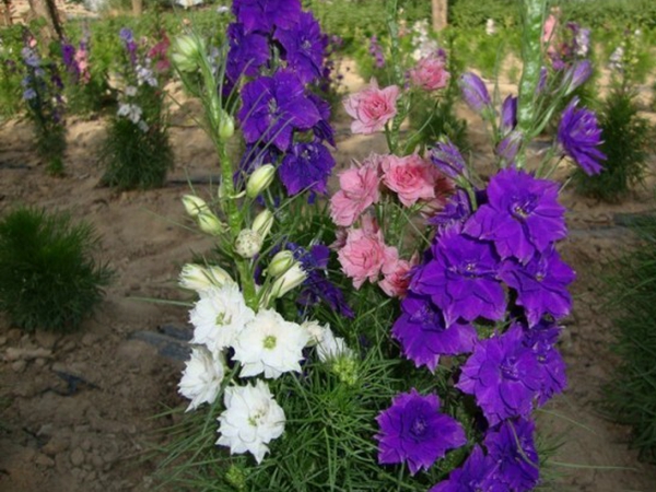 1669776347856069.jpg 飛燕草10.jpg