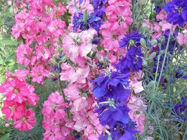 1669776355488305.jpg 飛燕草11.jpg