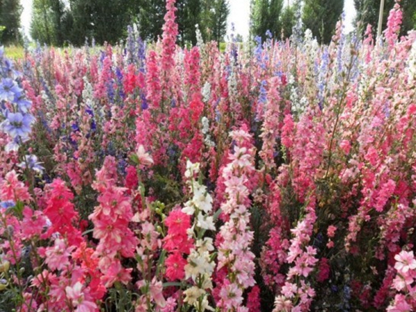 1669776561667300.jpg 飛燕草6.jpg