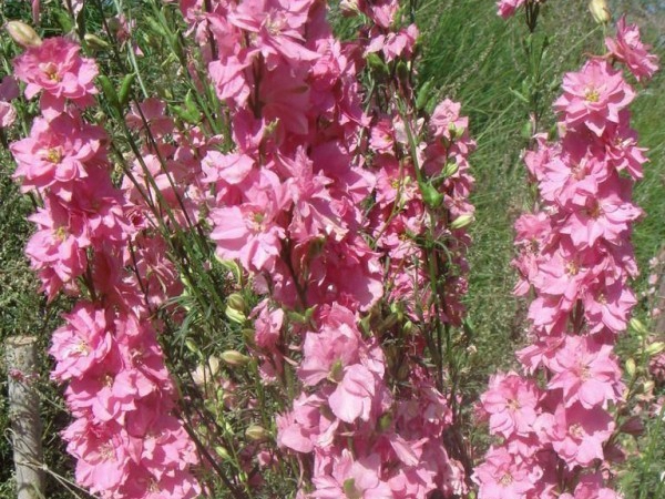 1669776577701498.jpg 飛燕草12.jpg