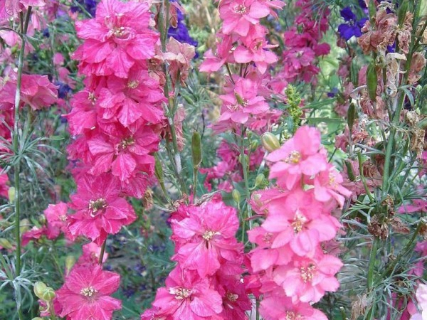 1669776611517804.jpg 飛燕草15.jpg