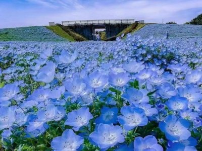  草花種子多少錢一斤？