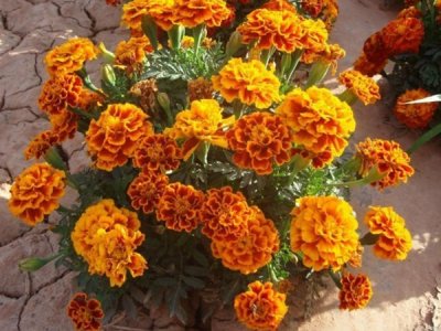 草花種子每平米多少斤？