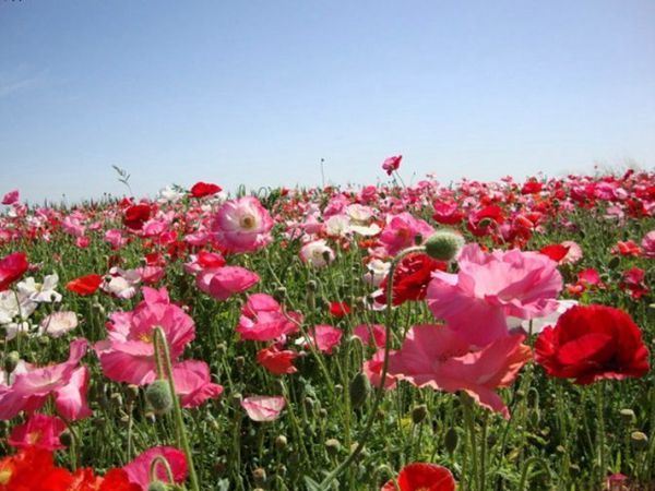 1670553497896456.jpg 虞美人15.jpg