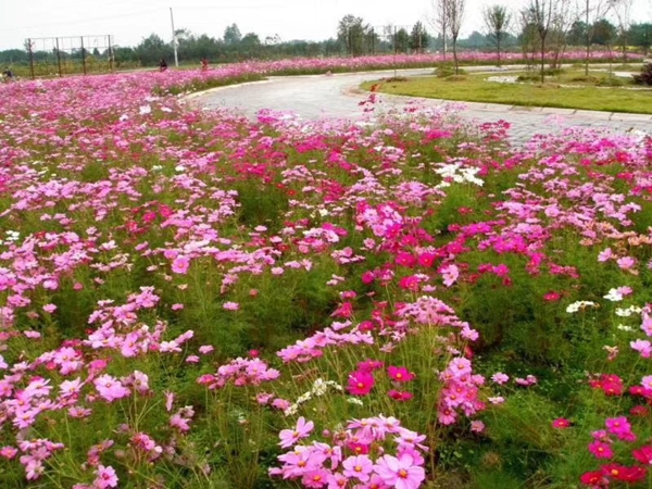 1670553545540893.jpg 野花組合27.jpg