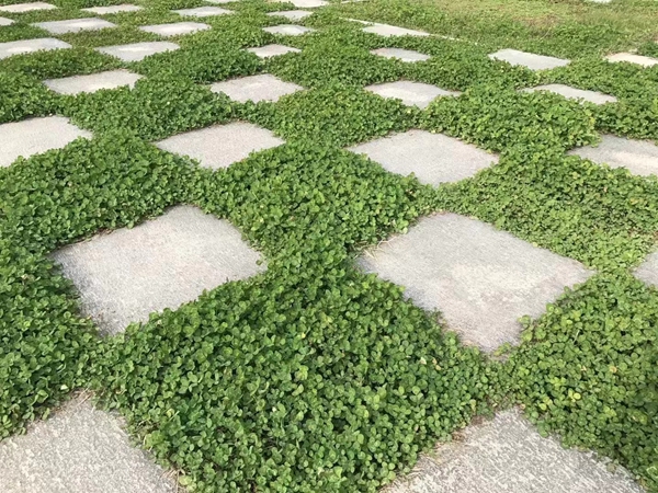 1670592041740795.jpg 白三葉4.jpg