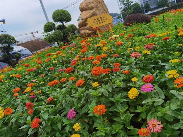 1670669834658943.jpg 野花組合4_副本.jpg