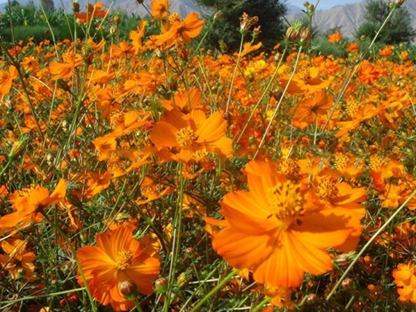 1670669919704003.jpg 硫華菊7.jpg