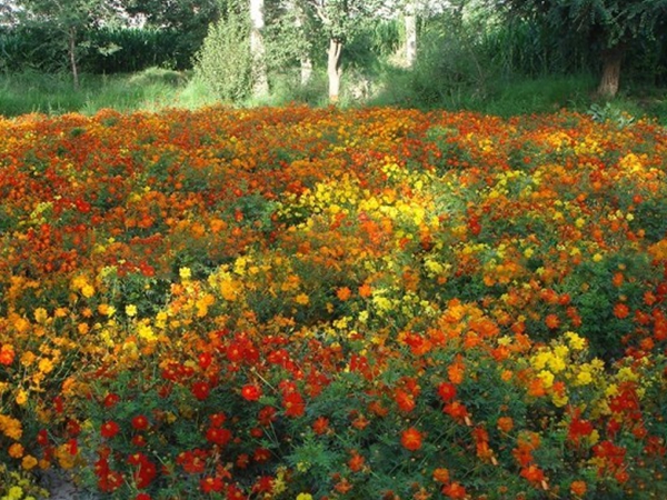 1670669926942235.jpg 硫華菊16.jpg