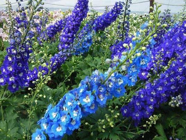 1670747068609502.jpg 飛燕草3.jpg