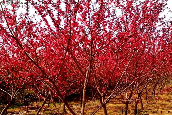 1670992121235791.jpg 碧桃7.jpg