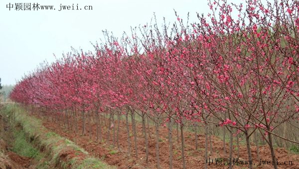 1670992127991807.jpg 碧桃6.jpg