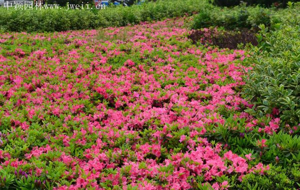 1670992194430133.jpg 春鵑2.jpg